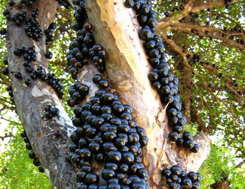 Jabuticaba