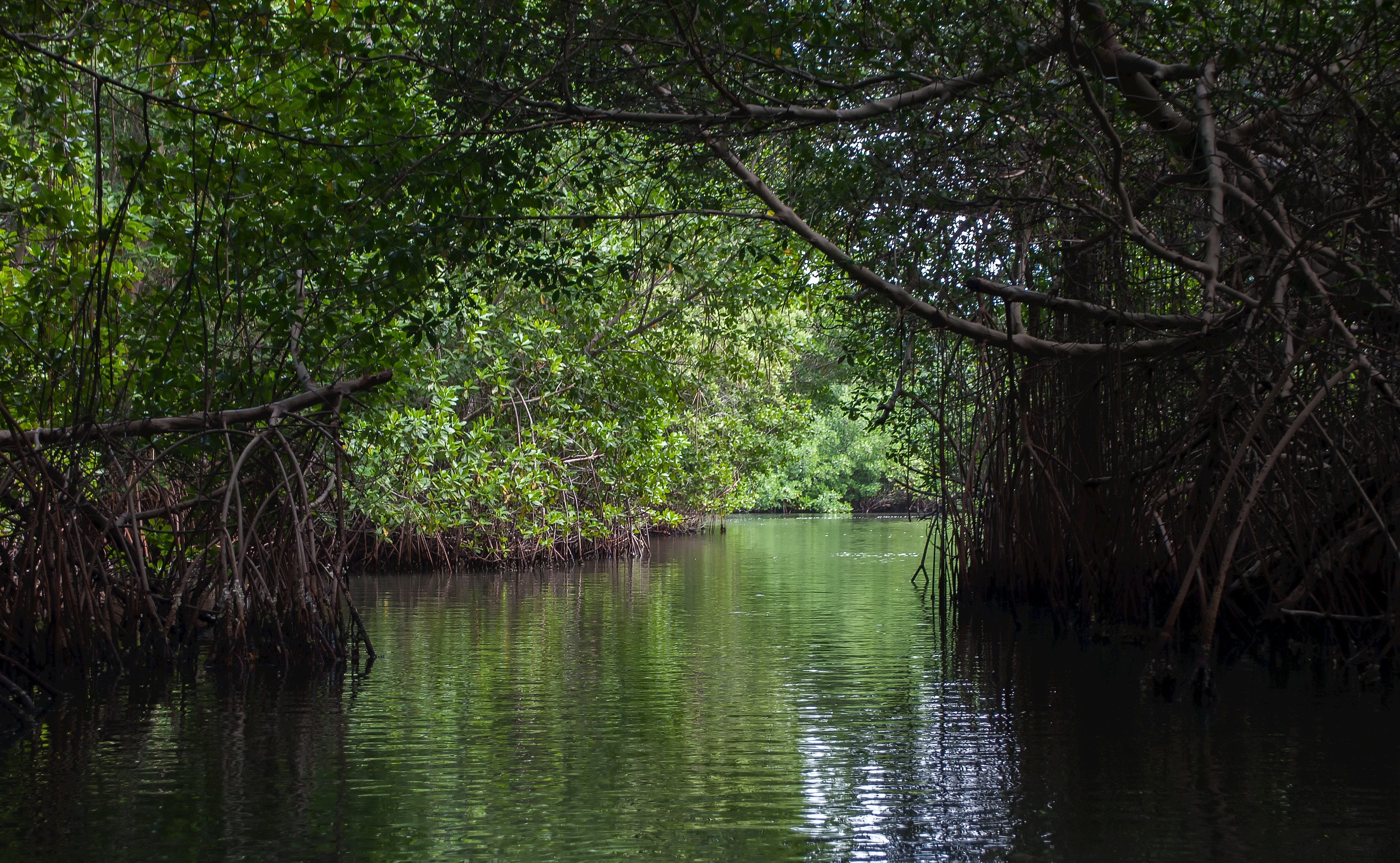 tree-water-nature-forest-swamp-branch