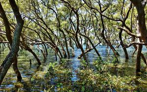 Thumbnail for Cruising down the Pantanal Carioca