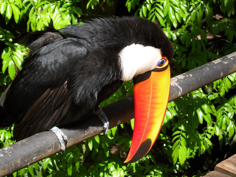 iguazu falls wildlife