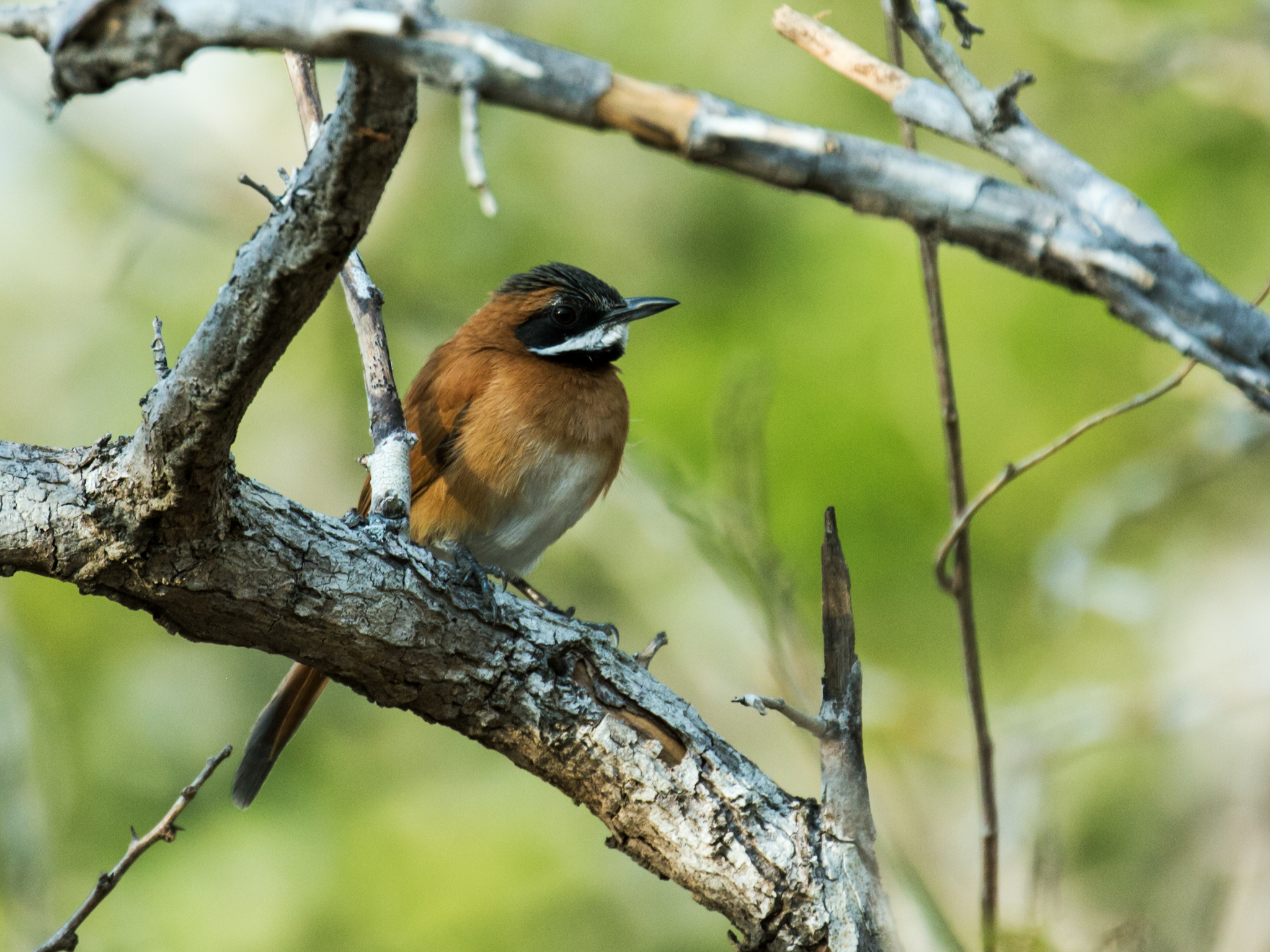 Spinetail