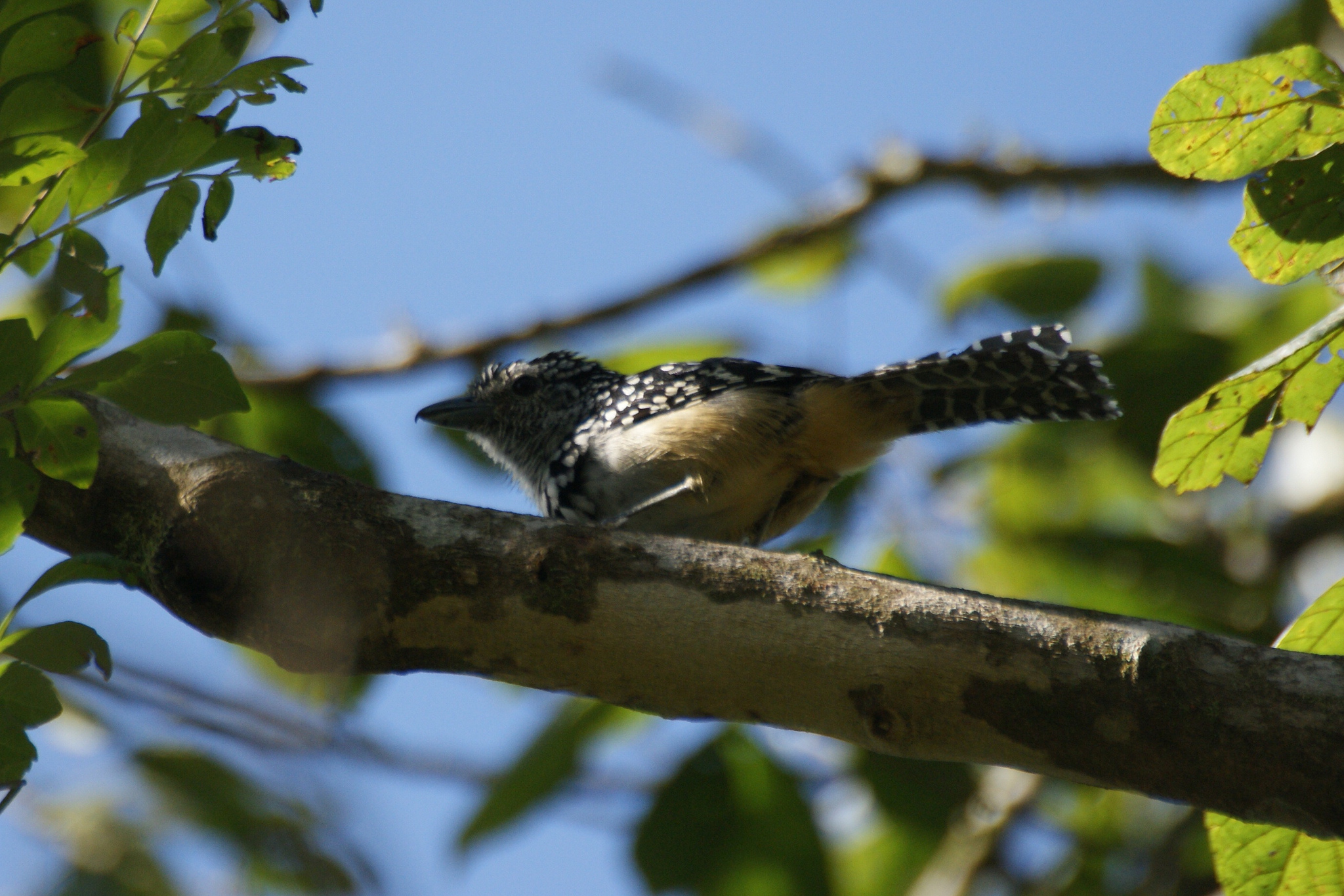 Spot-backed Antshrike