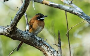 Thumbnail for Bird Watching and Birding in Rio de Janeiro