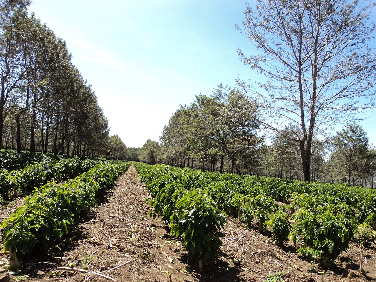 Coffee farm