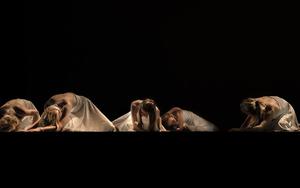 Thumbnail for Festival Panorama de Dança in Rio