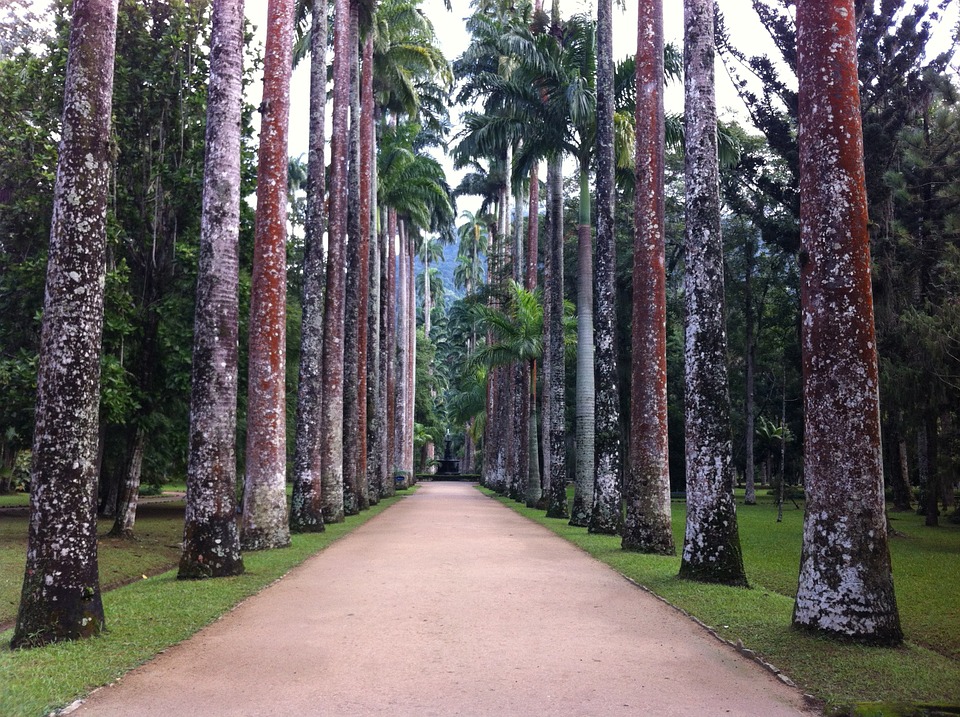 Rio Botanical Garden