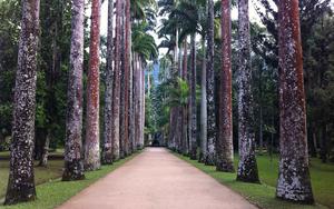 Thumbnail for Explore Rio's Beautiful Botanical Garden