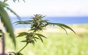 Thumbnail for What Tourists Should Know About Cannabis in Brazil Before Visiting Rio